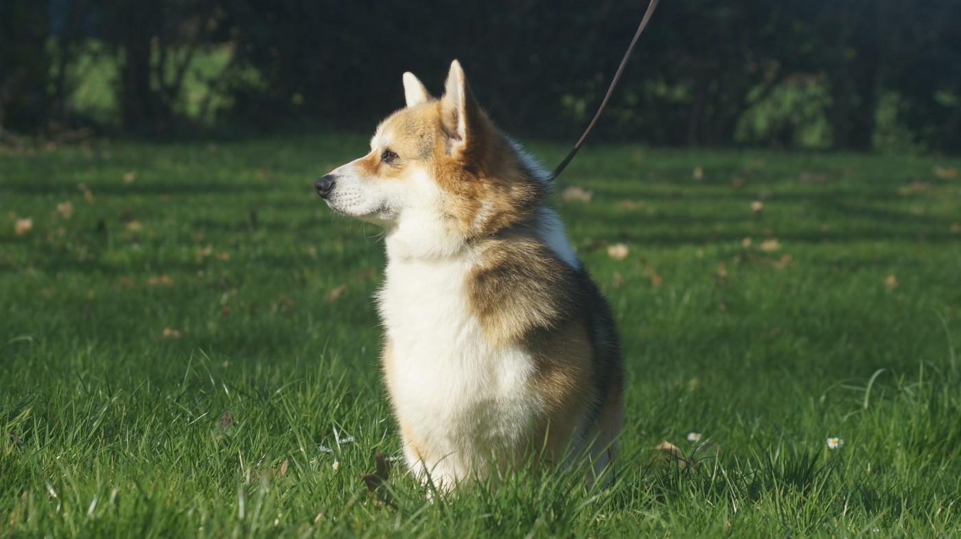 Waka waka woody Noroy Du Plessy