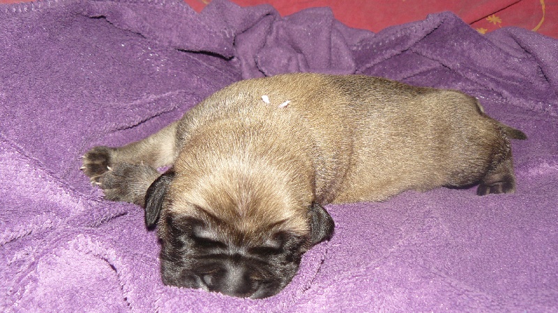 Lola 