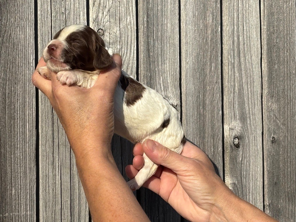 Des Terres De Beaulieu - Chiots disponibles - English Springer Spaniel