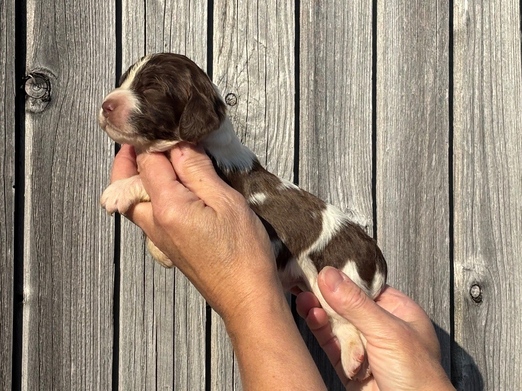 Des Terres De Beaulieu - Chiots disponibles - English Springer Spaniel