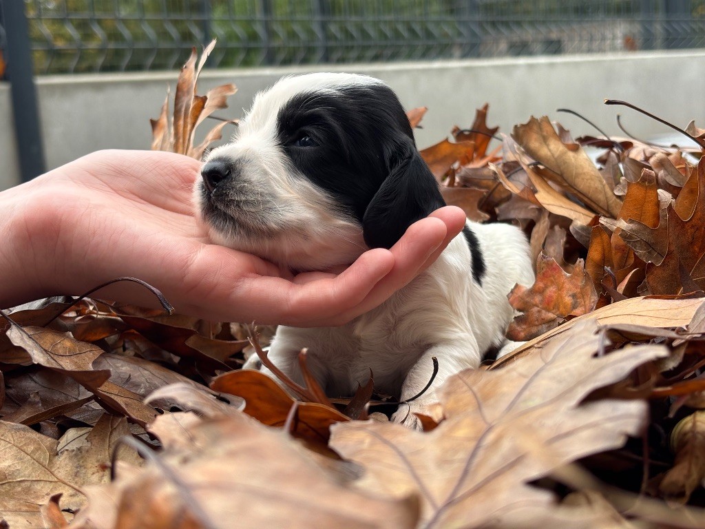 Des Terres De Beaulieu - Chiots disponibles - English Springer Spaniel