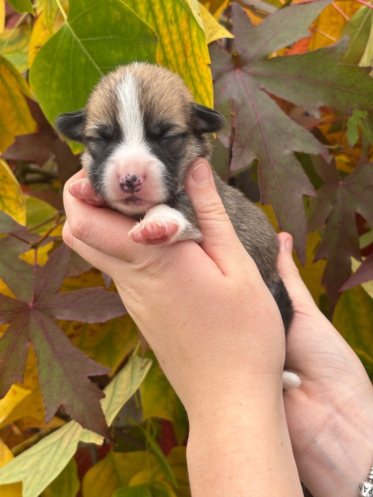 Des Terres De Beaulieu - Chiots disponibles - Welsh Corgi Pembroke
