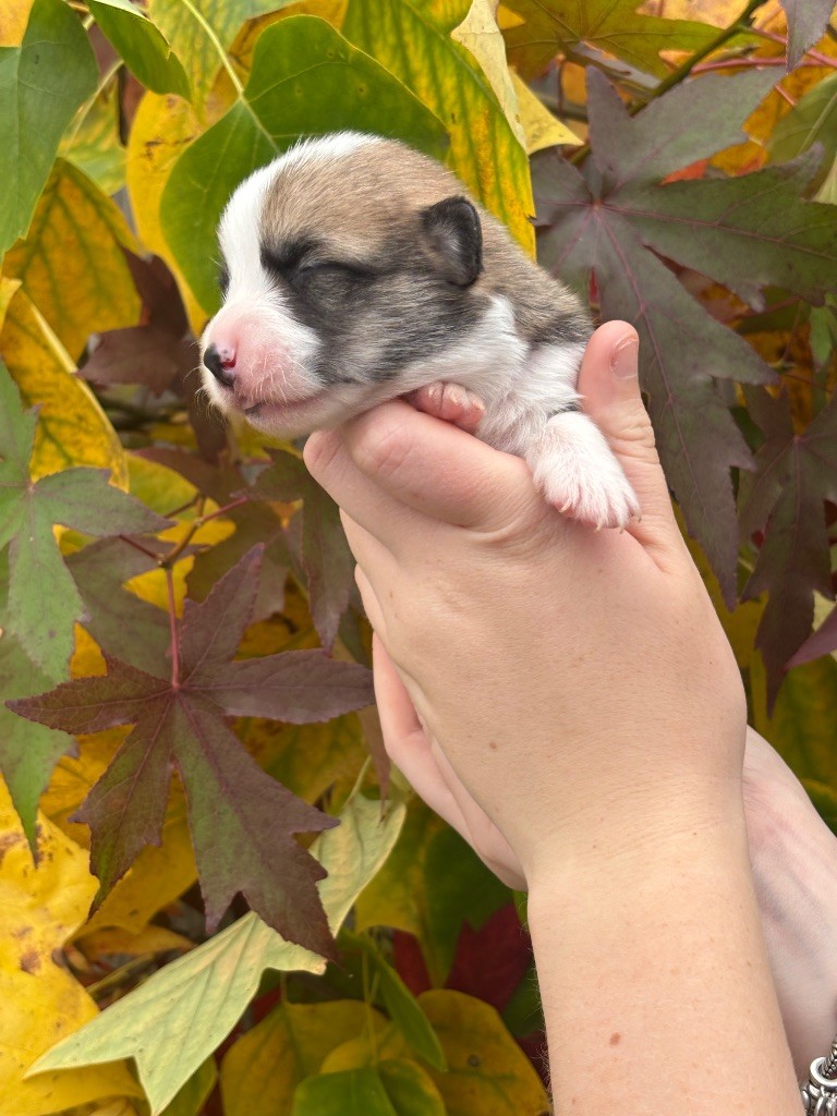 Des Terres De Beaulieu - Chiots disponibles - Welsh Corgi Pembroke