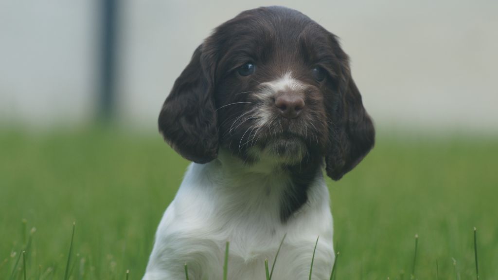 Des Terres De Beaulieu - Chiots disponibles - English Springer Spaniel