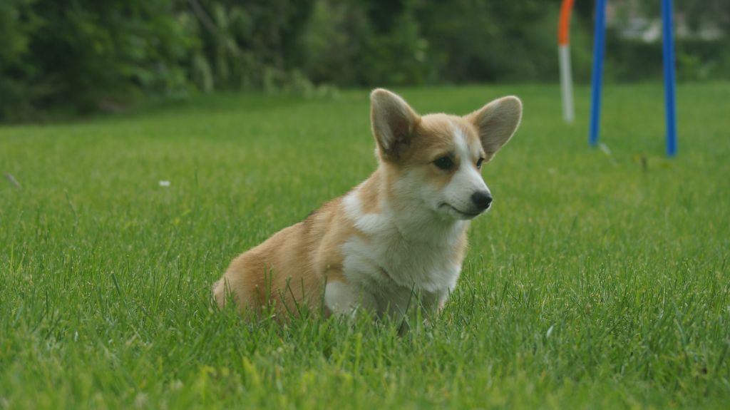 Des Terres De Beaulieu - Chiots disponibles - Welsh Corgi Pembroke