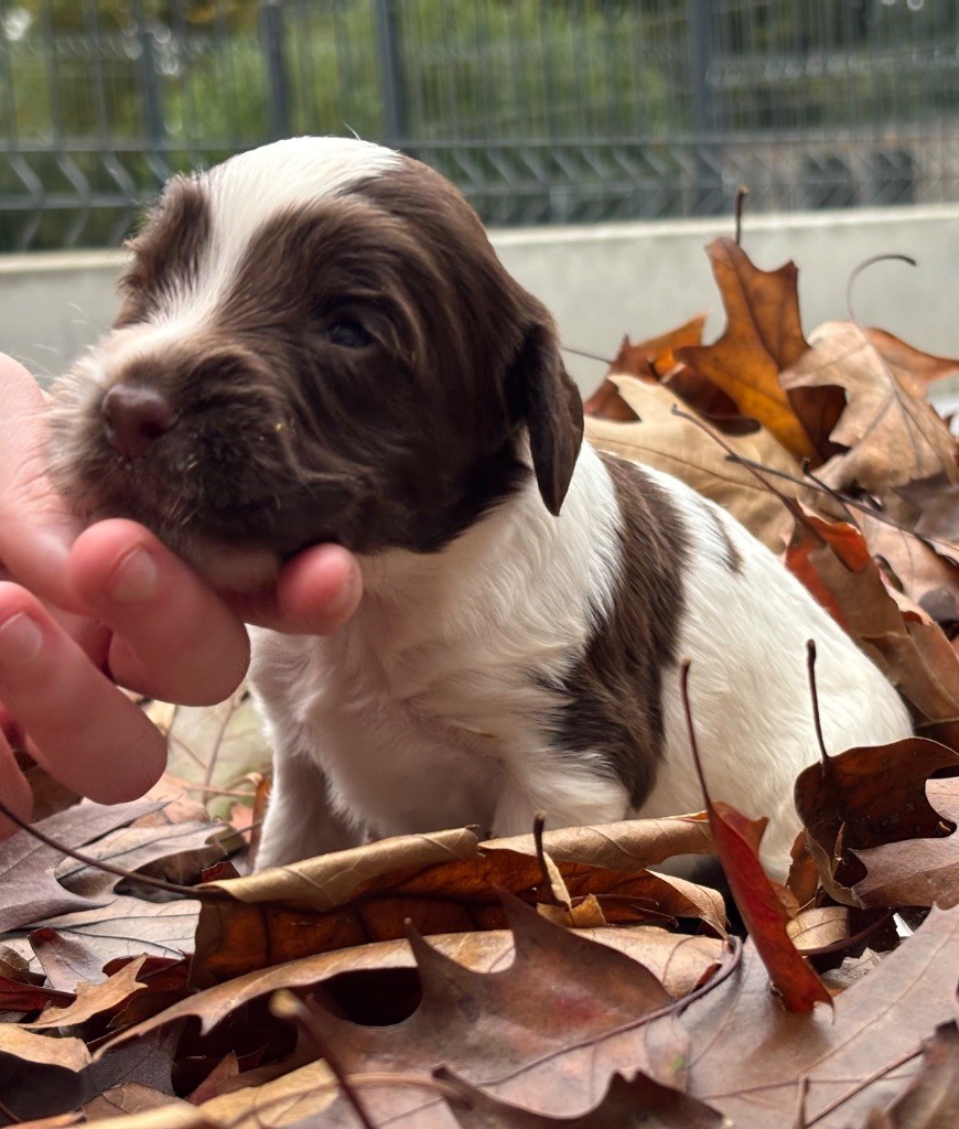 Des Terres De Beaulieu - Chiots disponibles - English Springer Spaniel