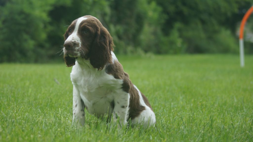 Des Terres De Beaulieu - Chiots disponibles - English Springer Spaniel