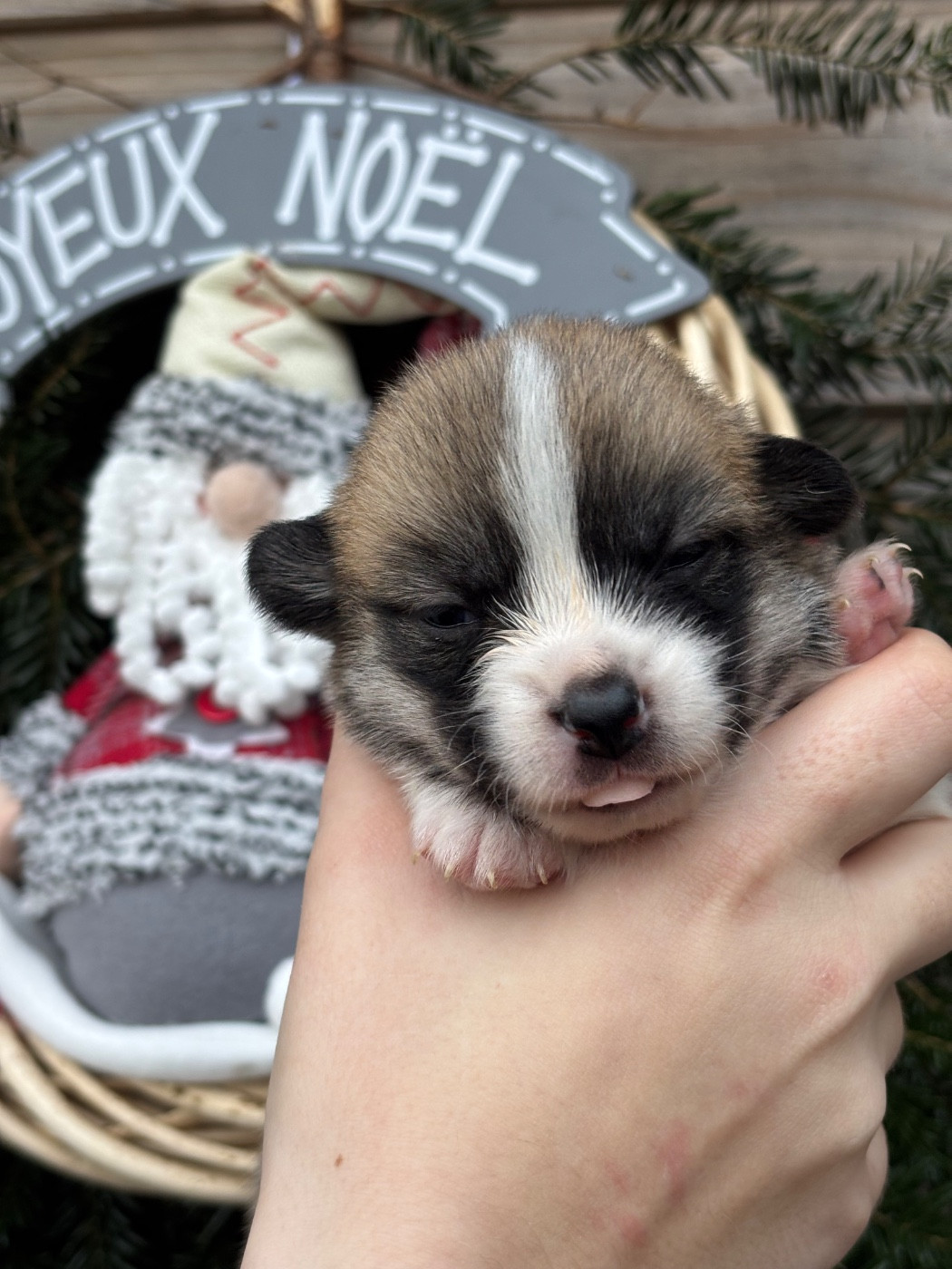 Des Terres De Beaulieu - Chiots disponibles - Welsh Corgi Pembroke