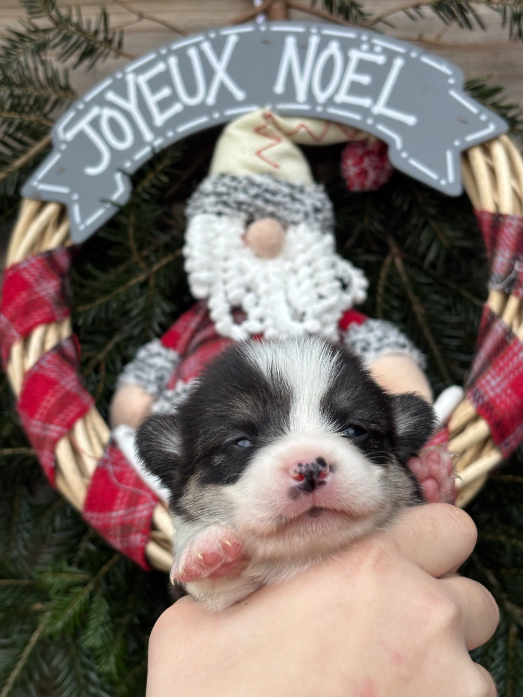 Des Terres De Beaulieu - Chiots disponibles - Welsh Corgi Pembroke