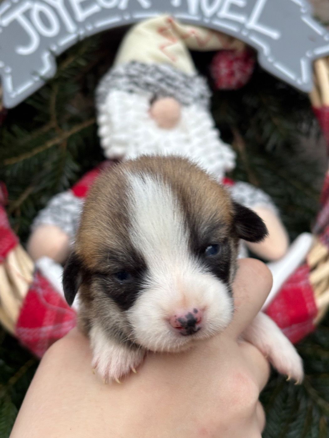 Des Terres De Beaulieu - Chiots disponibles - Welsh Corgi Pembroke