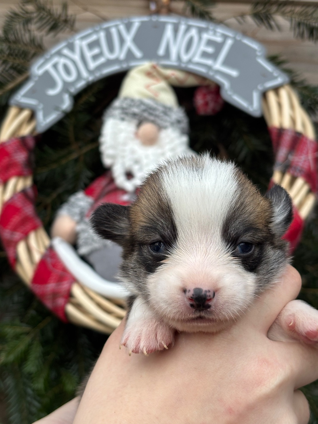 Des Terres De Beaulieu - Chiots disponibles - Welsh Corgi Pembroke