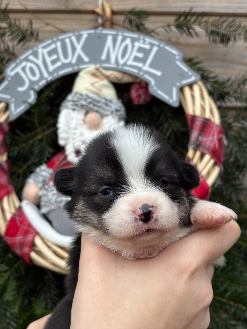 Des Terres De Beaulieu - Chiots disponibles - Welsh Corgi Pembroke