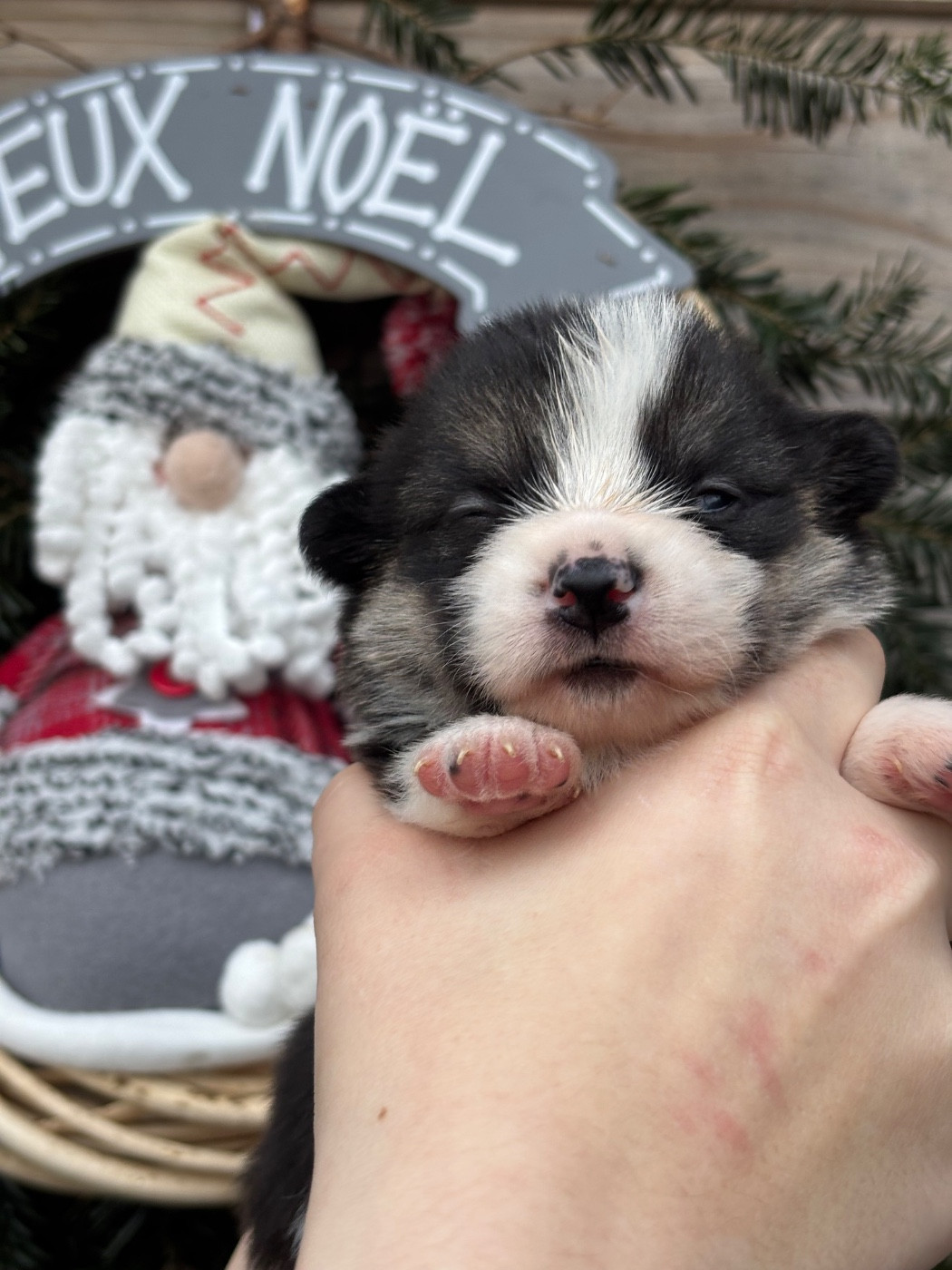 Chiot Welsh Corgi Pembroke Des Terres De Beaulieu