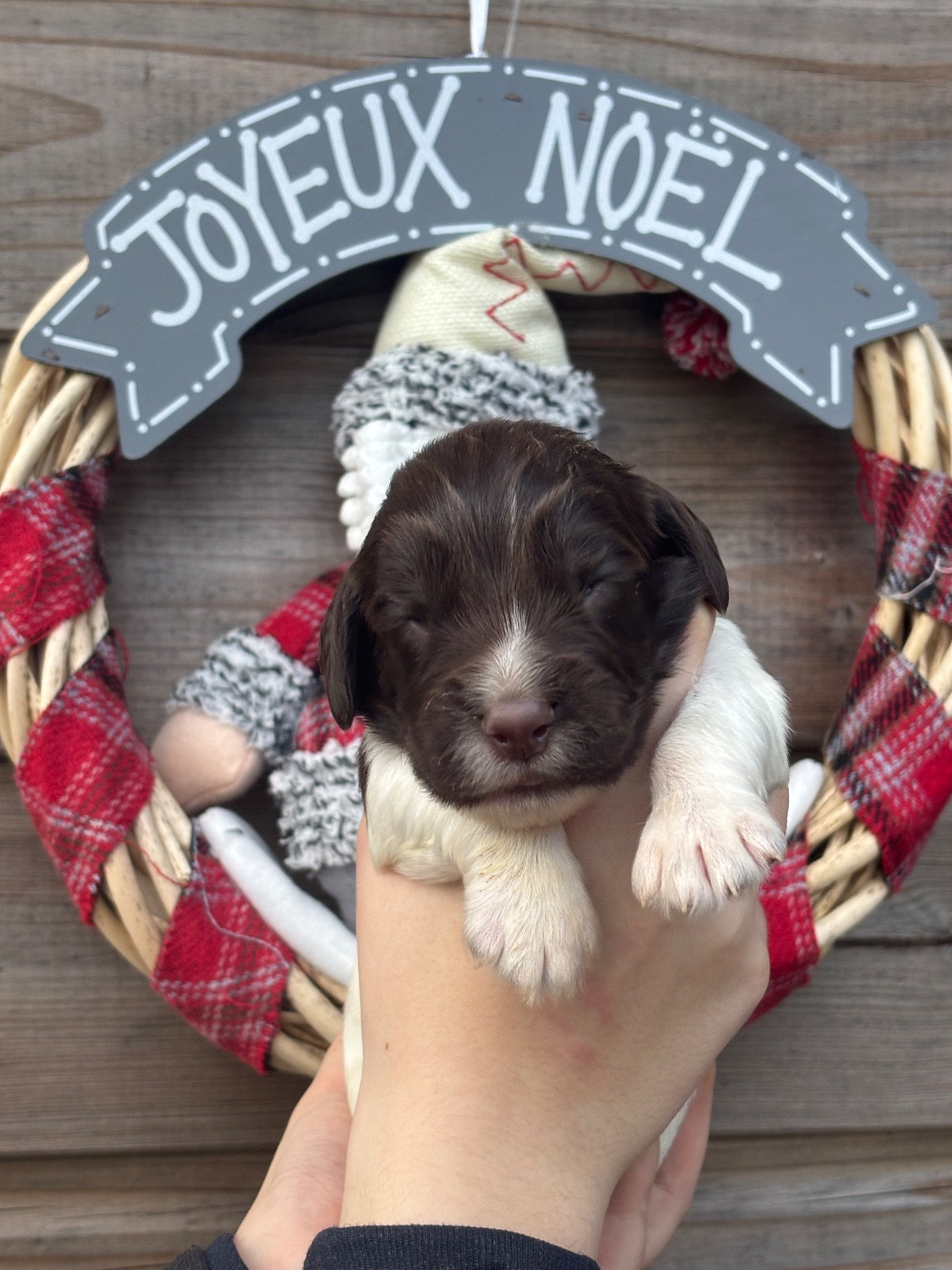 Des Terres De Beaulieu - Chiots disponibles - English Springer Spaniel