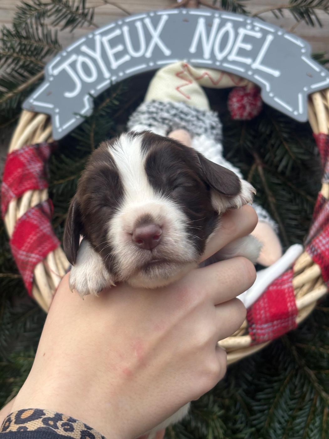 Des Terres De Beaulieu - Chiots disponibles - English Springer Spaniel