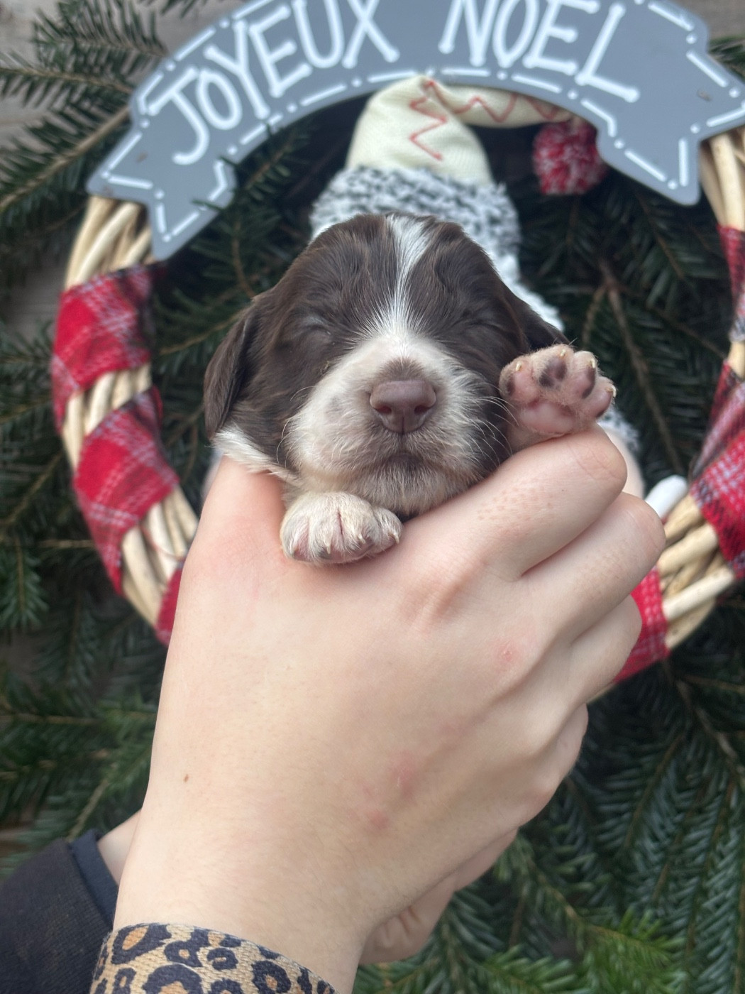 Des Terres De Beaulieu - Chiots disponibles - English Springer Spaniel