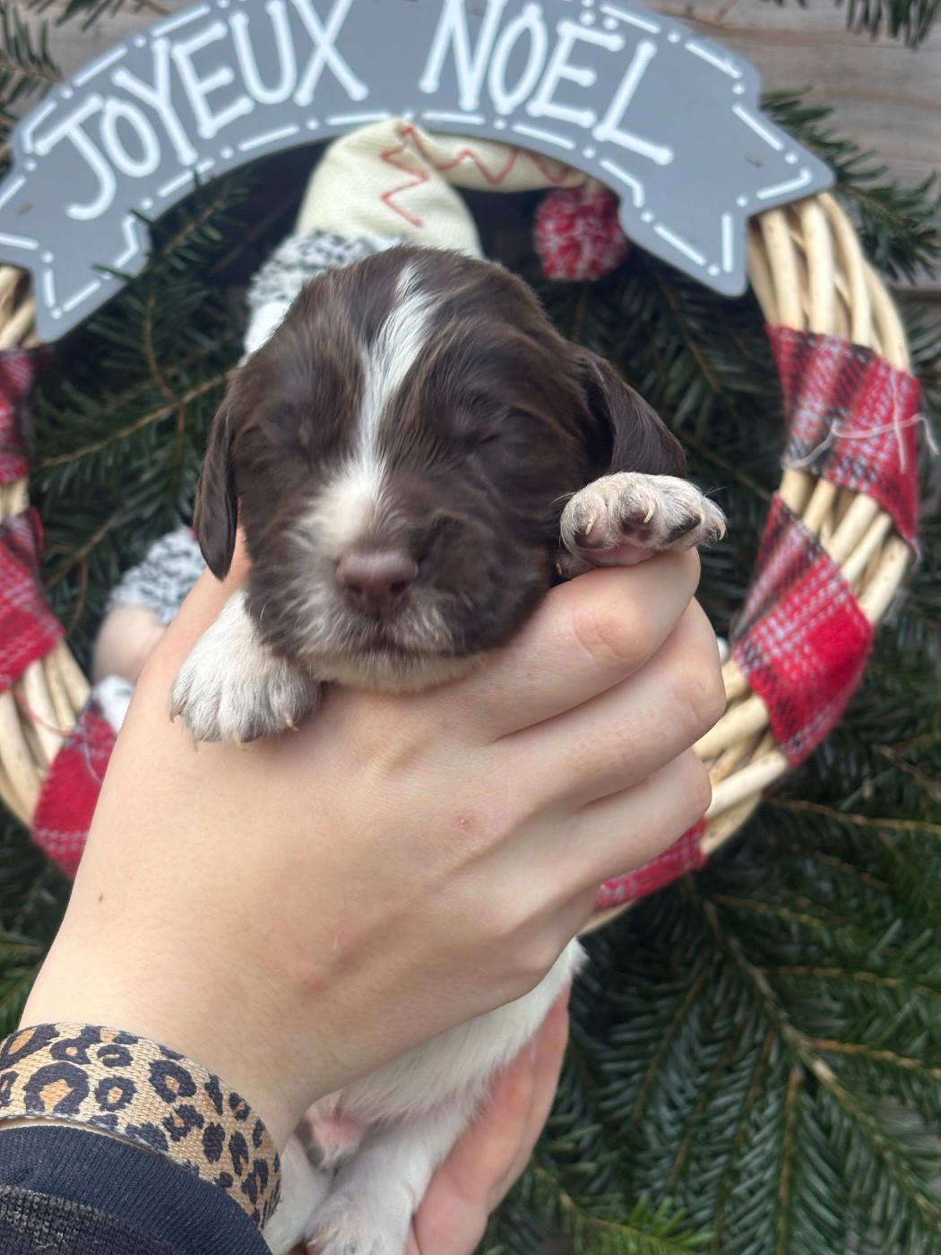 Des Terres De Beaulieu - Chiots disponibles - English Springer Spaniel