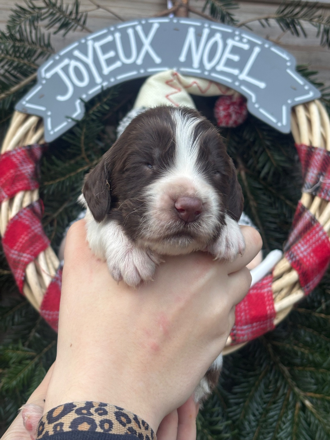 Des Terres De Beaulieu - Chiots disponibles - English Springer Spaniel