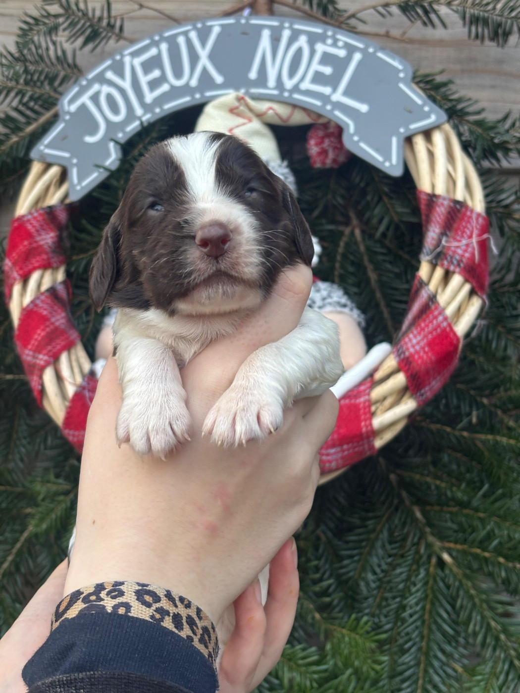 Chiot English Springer Spaniel Des Terres De Beaulieu