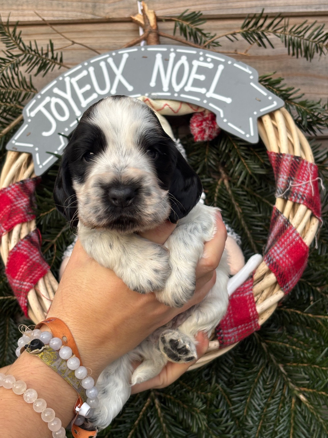 Des Terres De Beaulieu - Chiots disponibles - Cocker Spaniel Anglais