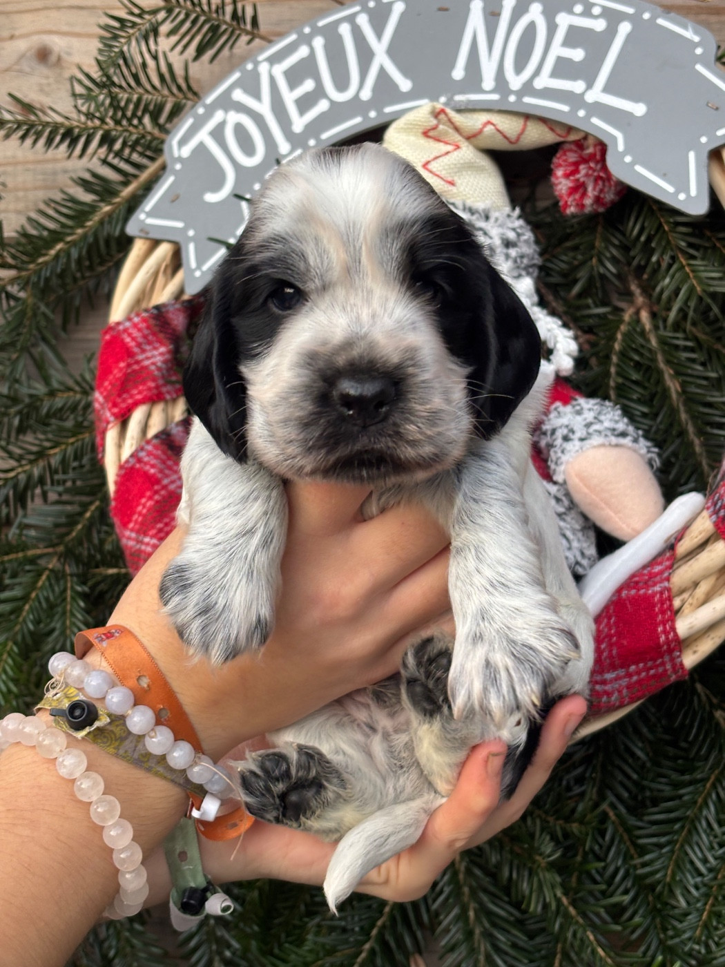 Des Terres De Beaulieu - Chiots disponibles - Cocker Spaniel Anglais