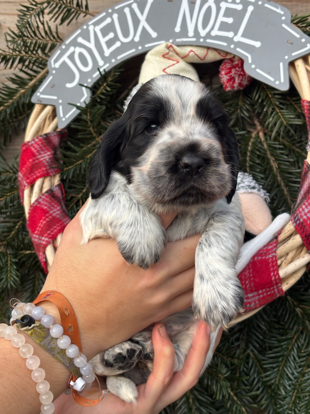 Chiot Cocker Spaniel Anglais Des Terres De Beaulieu