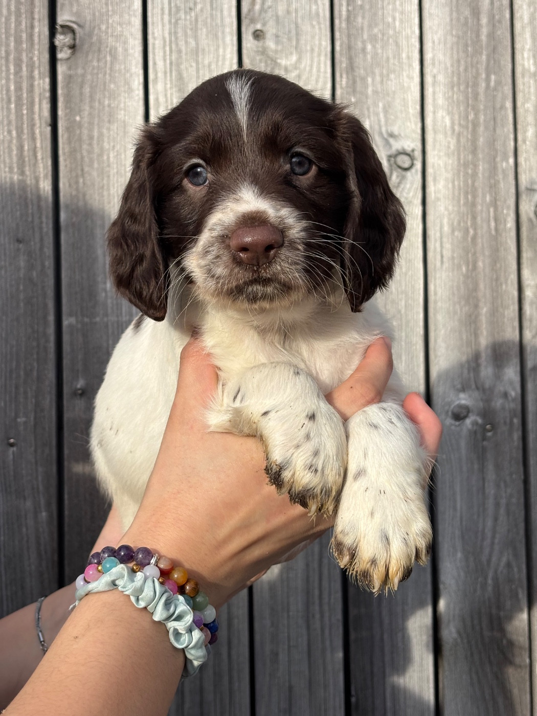 Chiot English Springer Spaniel Des Terres De Beaulieu