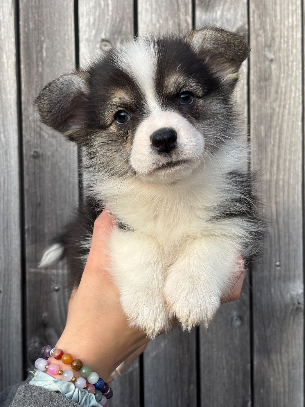 Des Terres De Beaulieu - Welsh Corgi Pembroke - Portée née le 29/11/2025