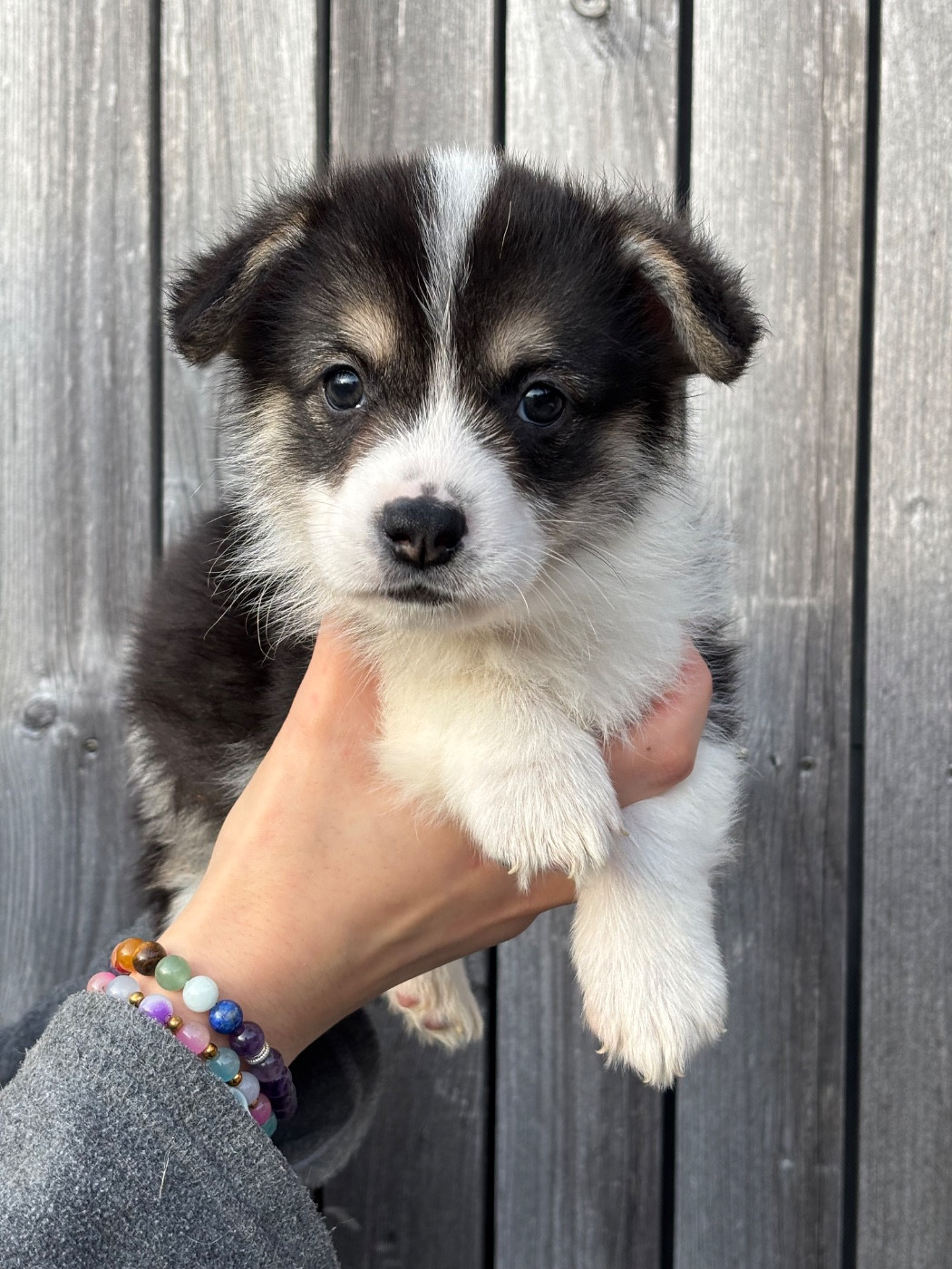 Chiot Welsh Corgi Pembroke Des Terres De Beaulieu
