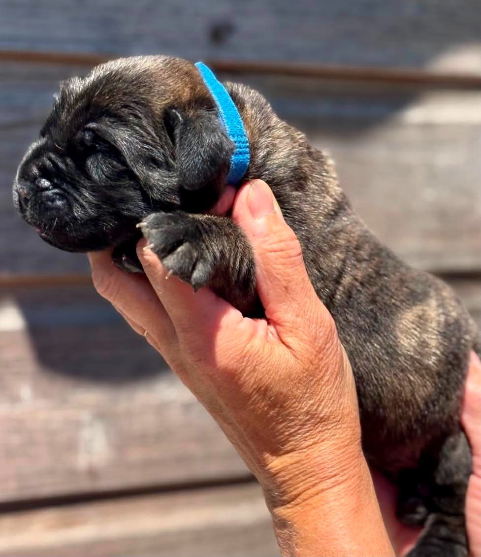 Des Terres De Beaulieu - Chiots disponibles - Mastiff