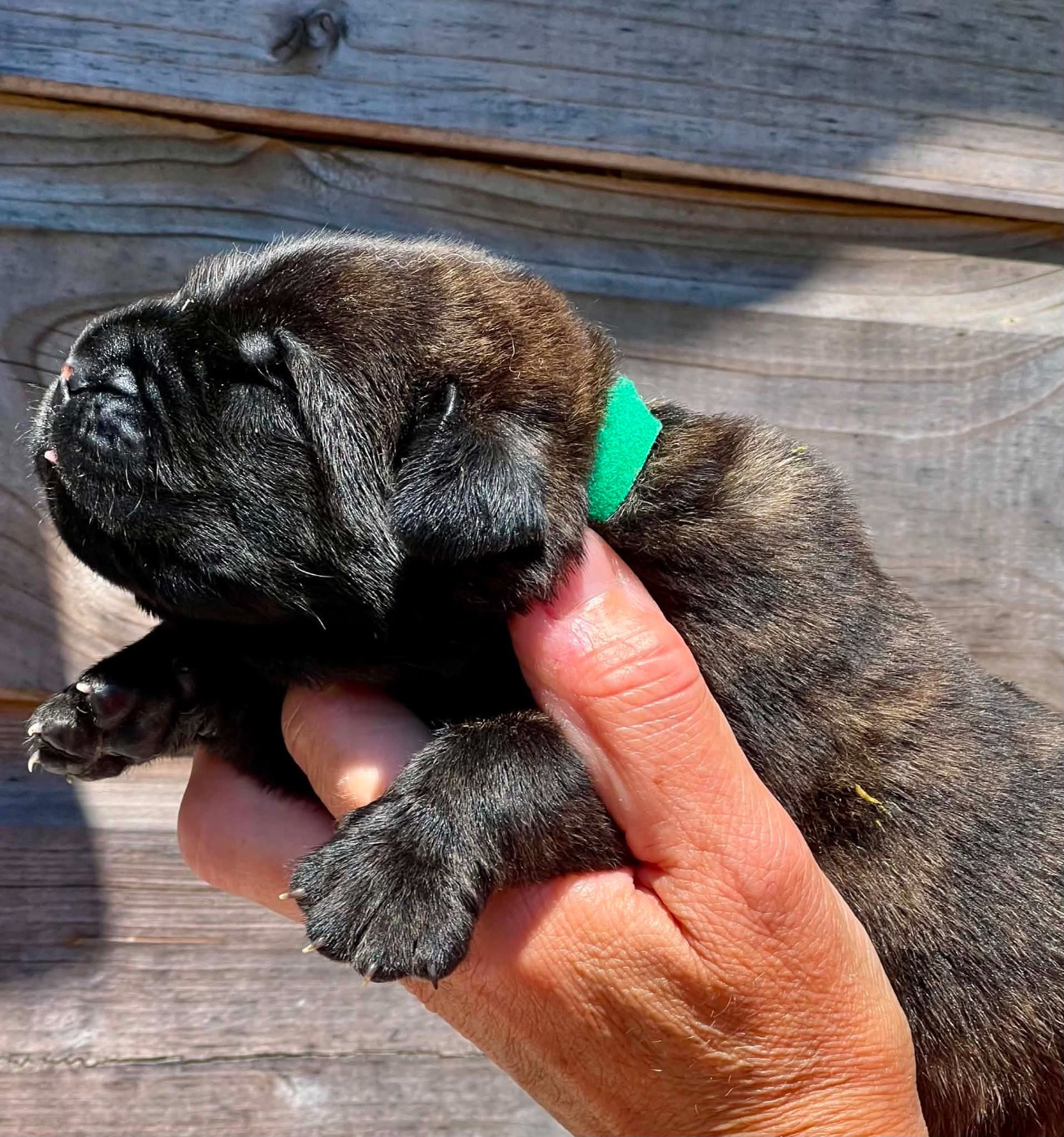 Des Terres De Beaulieu - Chiots disponibles - Mastiff