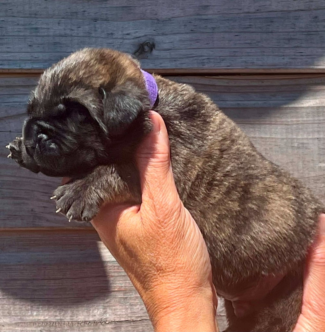 Des Terres De Beaulieu - Chiots disponibles - Mastiff
