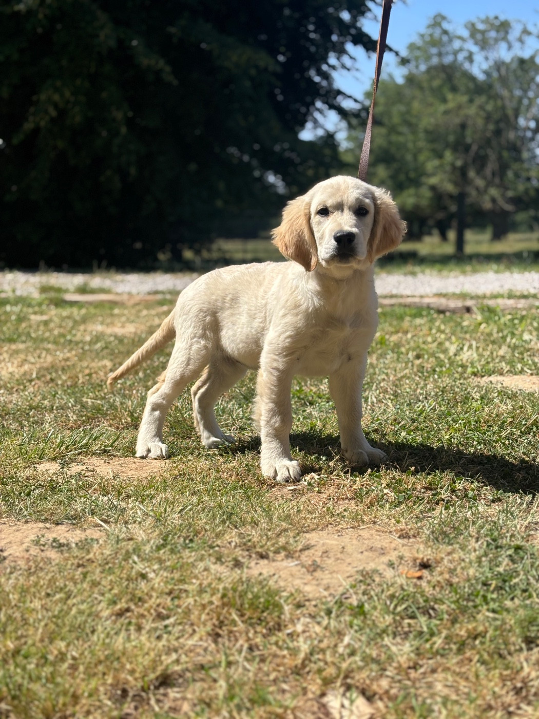 Des Terres De Beaulieu - Chiots disponibles - Golden Retriever
