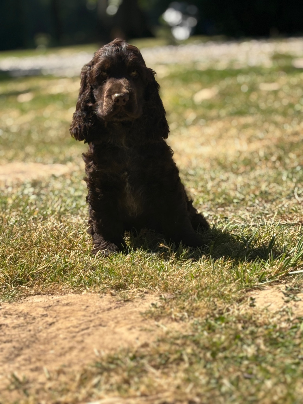 Des Terres De Beaulieu - Chiots disponibles - Cocker Spaniel Anglais