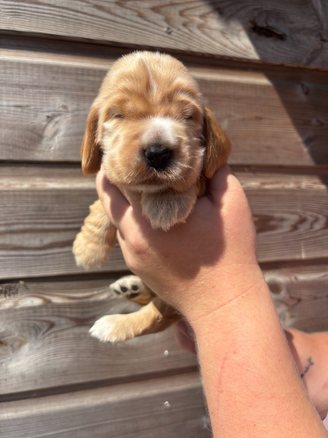 Des Terres De Beaulieu - Chiots disponibles - Cocker Spaniel Anglais