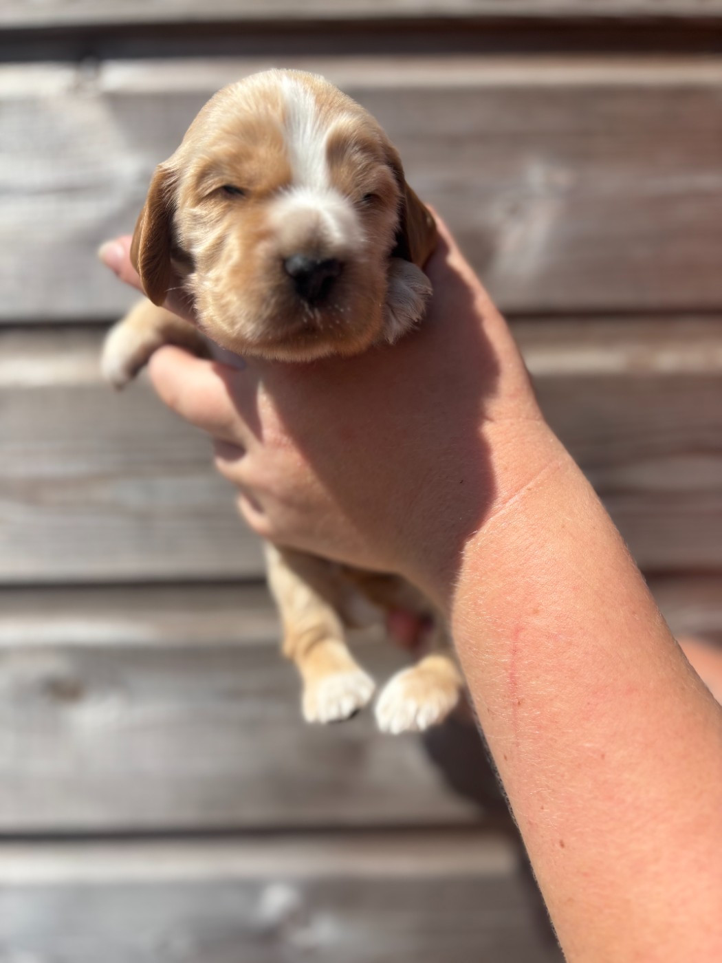 Des Terres De Beaulieu - Chiots disponibles - Cocker Spaniel Anglais