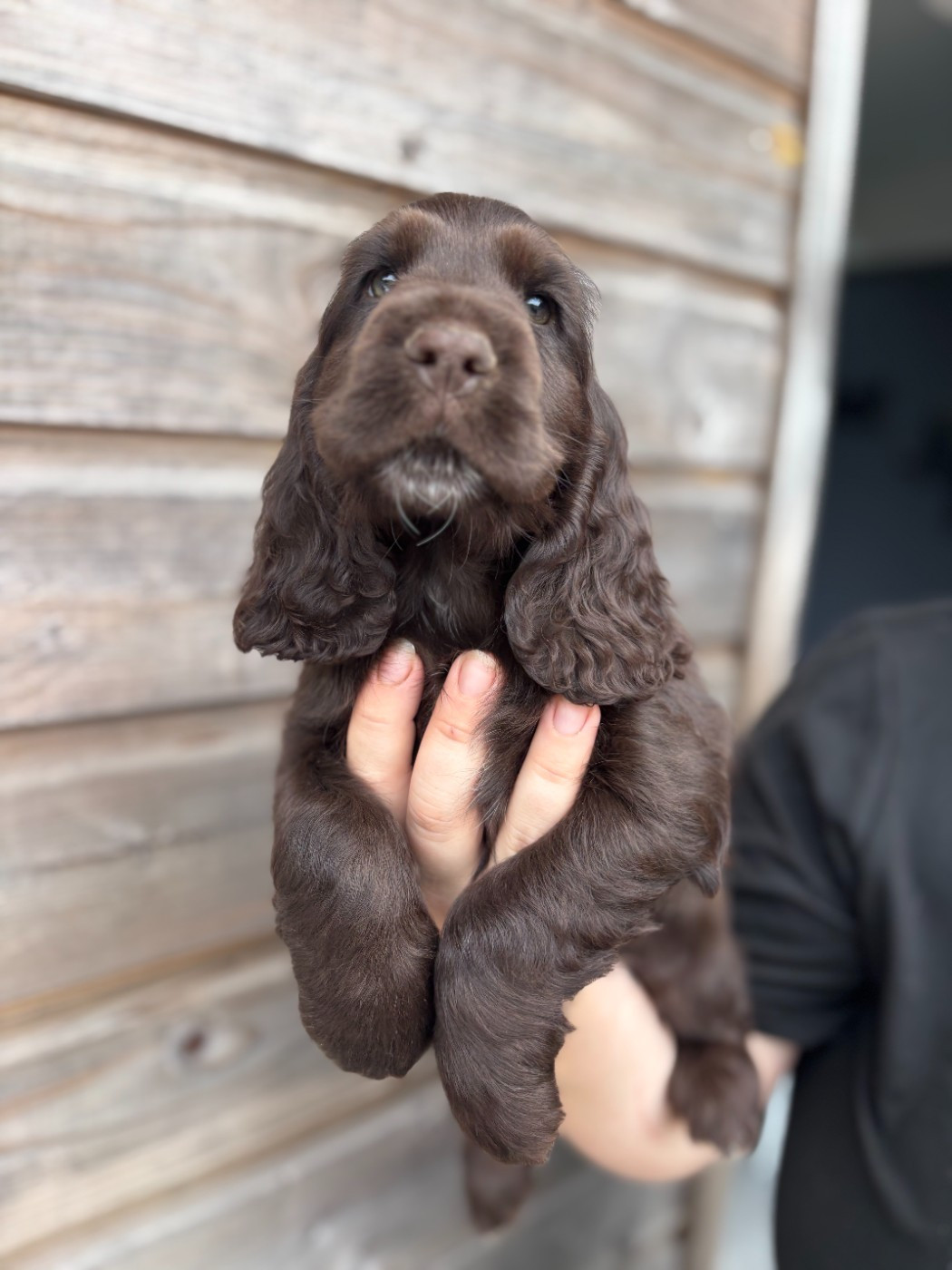 Des Terres De Beaulieu - Chiots disponibles - Cocker Spaniel Anglais
