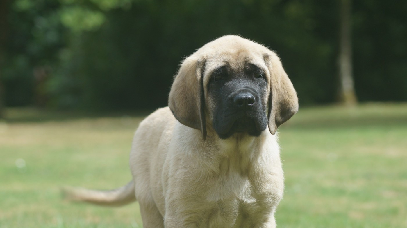 Des Terres De Beaulieu - Chiots disponibles - Mastiff