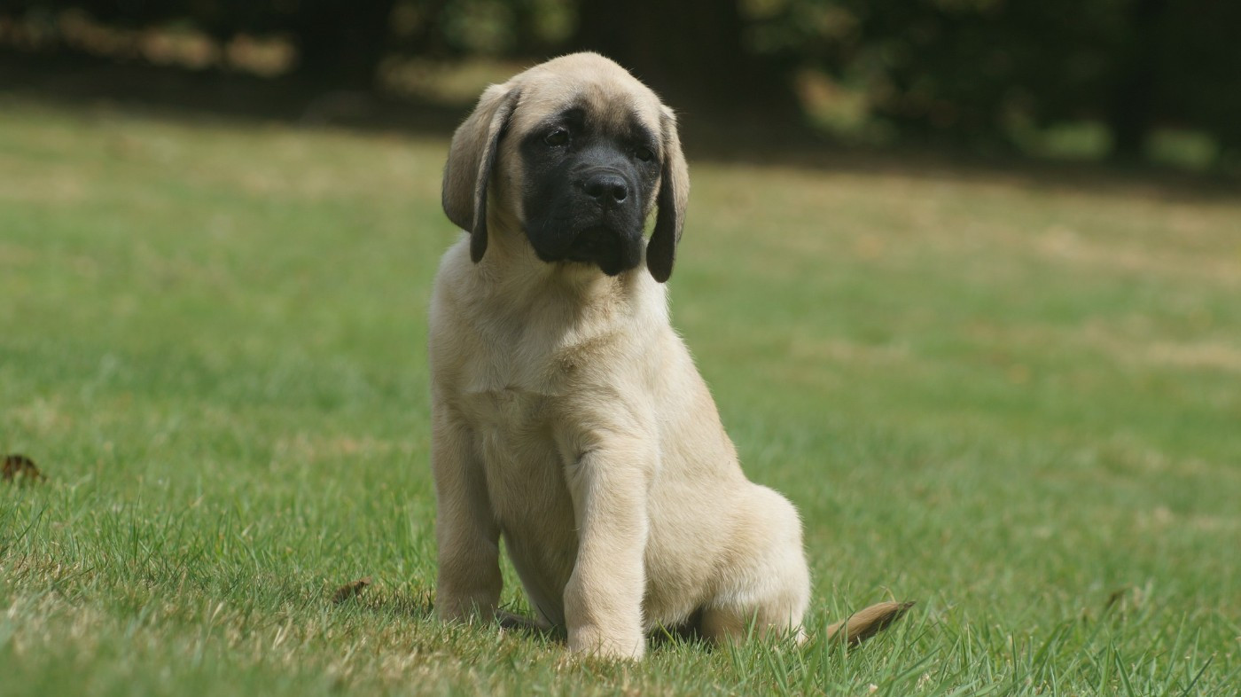 Des Terres De Beaulieu - Chiots disponibles - Mastiff