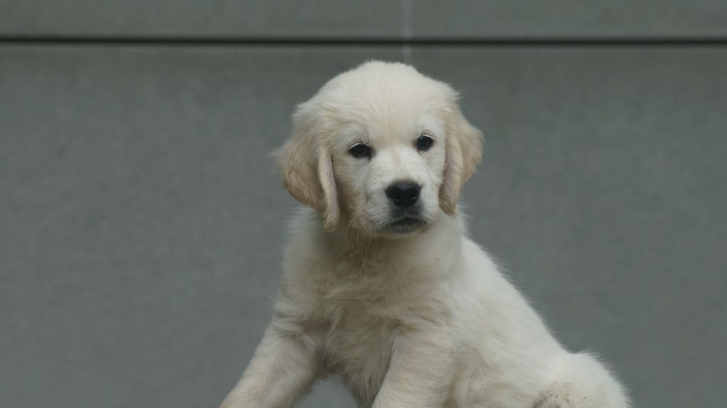 Des Terres De Beaulieu - Chiots disponibles - Golden Retriever