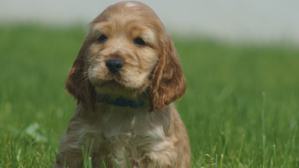 Des Terres De Beaulieu - Chiots disponibles - Cocker Spaniel Anglais