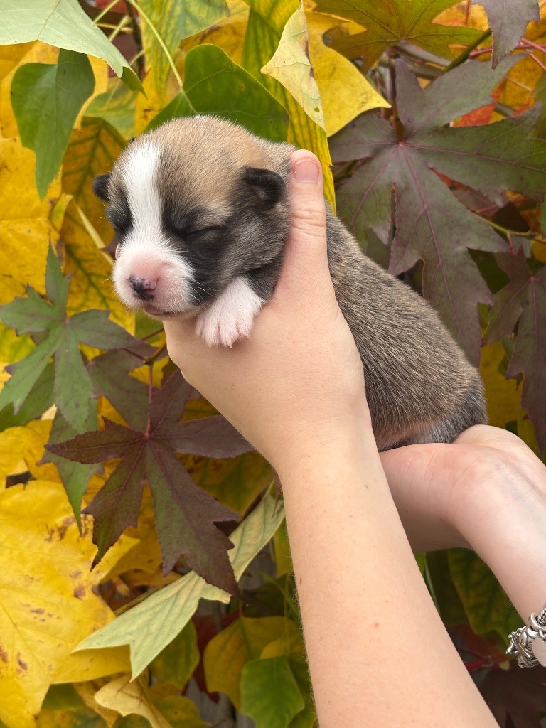 Des Terres De Beaulieu - Chiots disponibles - Welsh Corgi Pembroke