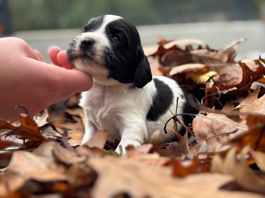 Des Terres De Beaulieu - Chiots disponibles - English Springer Spaniel
