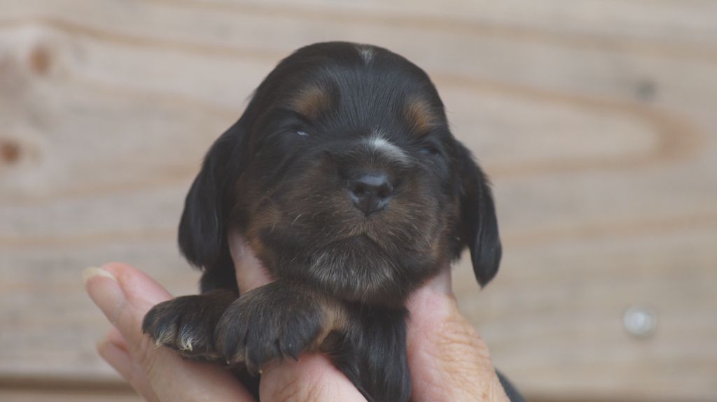Des Terres De Beaulieu - Chiots disponibles - Cocker Spaniel Anglais
