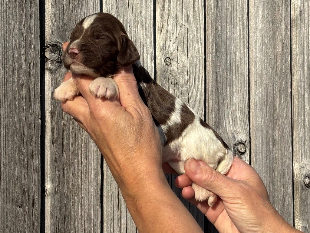 Des Terres De Beaulieu - Chiots disponibles - English Springer Spaniel