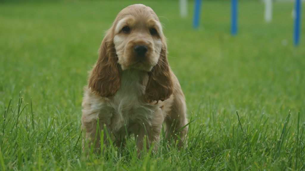 Chiot Cocker Spaniel Anglais Des Terres De Beaulieu