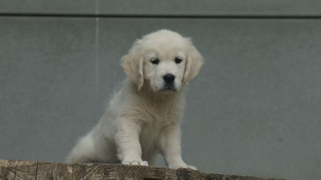 Des Terres De Beaulieu - Chiots disponibles - Golden Retriever