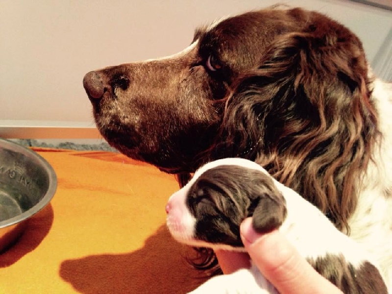 Des Terres De Beaulieu - English Springer Spaniel - Portée née le 31/05/2015