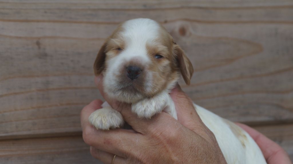 Des Terres De Beaulieu - Chiots disponibles - Cocker Spaniel Anglais