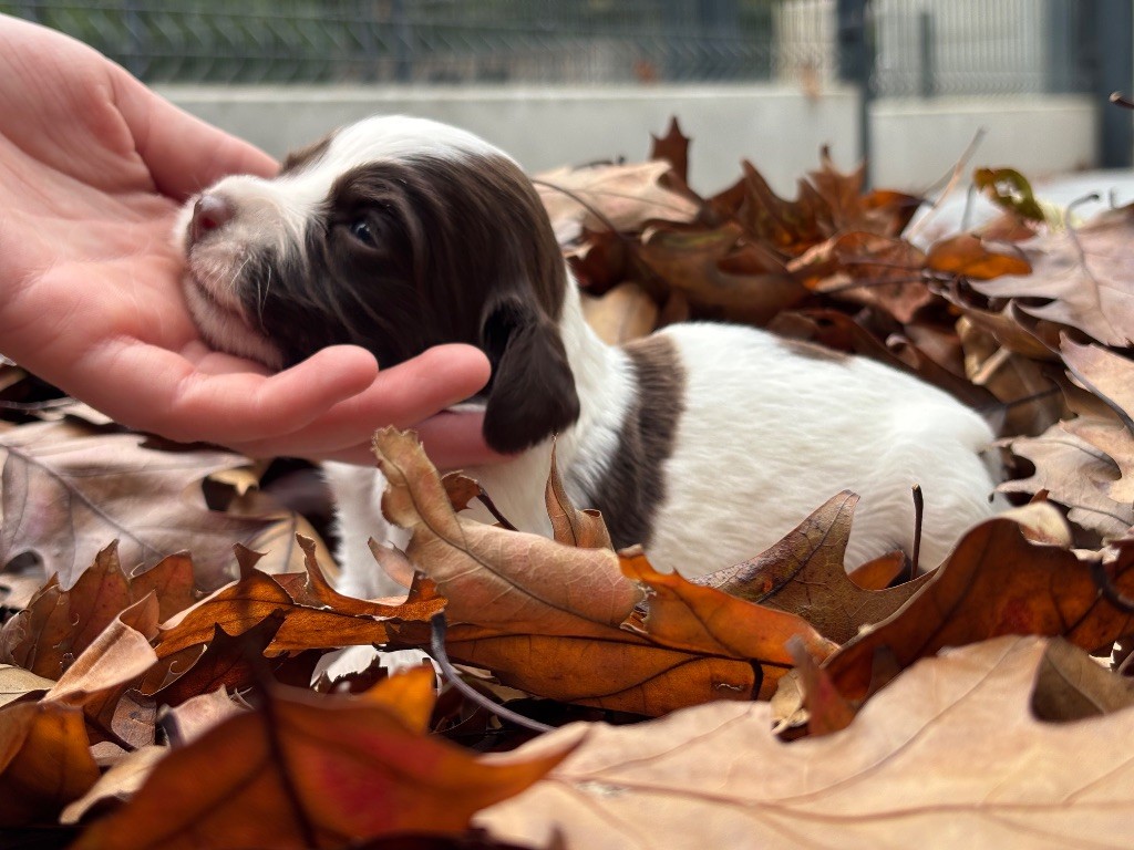 Des Terres De Beaulieu - Chiots disponibles - English Springer Spaniel